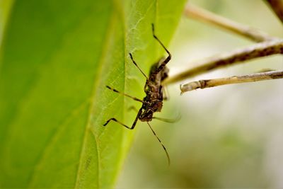 Close-up of brown bean bug nymph on plants in nature