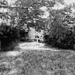 View of trees on grass