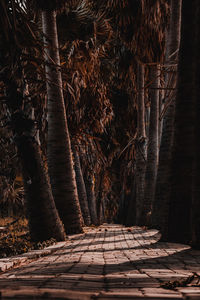 Sugar palm tunnel in nakhon ratchasima, thailand