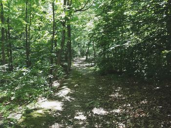 Trees in forest