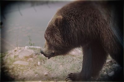 Close-up of an animal