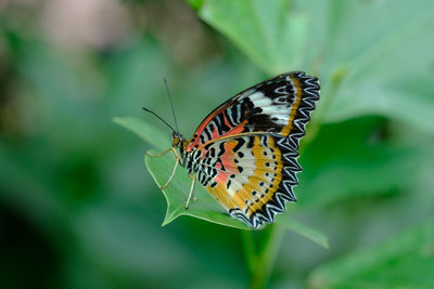 Butterfly pollinating flower