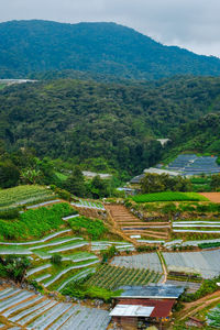 High angle view of agricultural field