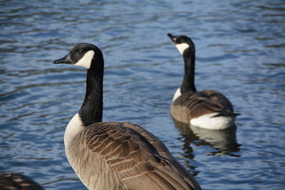 Rear view of canada geese swimming in lake