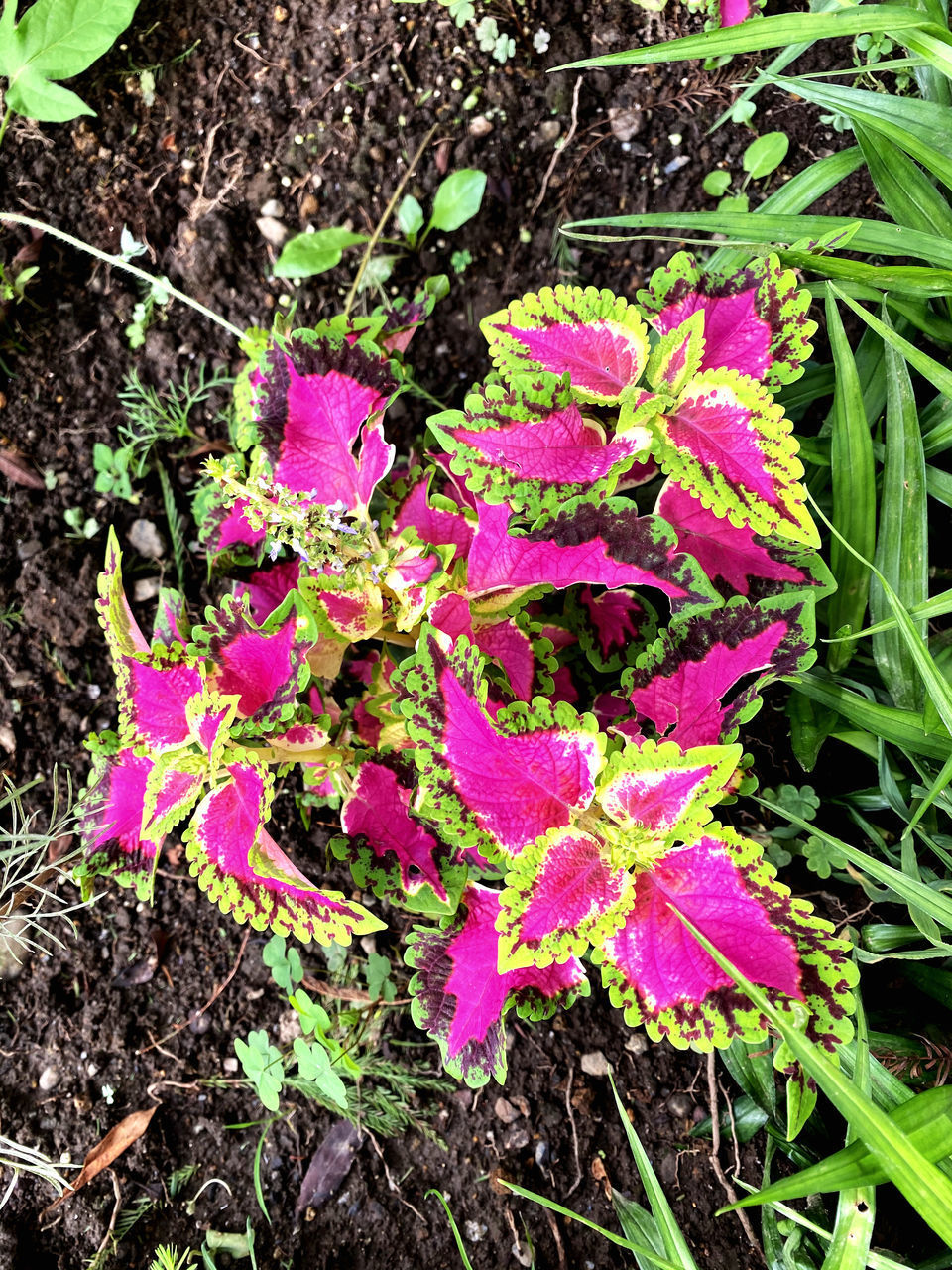 HIGH ANGLE VIEW OF PINK FLOWERS ON FIELD