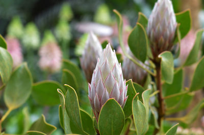 Protea cynaroides field in garden by the bay, singapore.