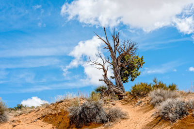 Tree on hill against sky