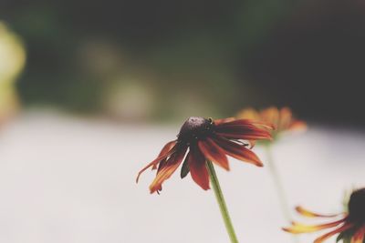 Close-up of flowers against blurred background