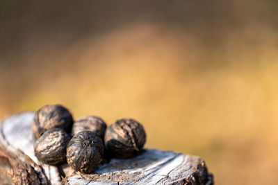 Close-up of blueberries on wood