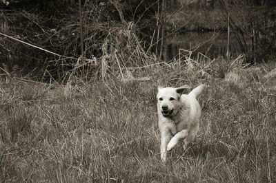 Portrait of dog on field