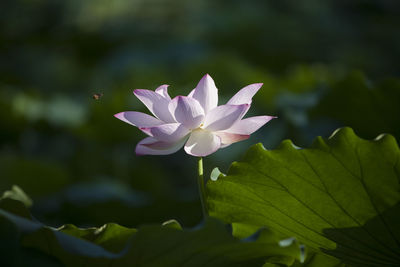 Close-up of lotus water lily