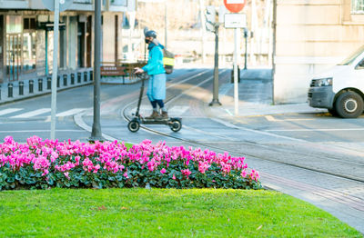 Selective focus pink flowers decor in the garden on the traffic island on blur a man riding scooter