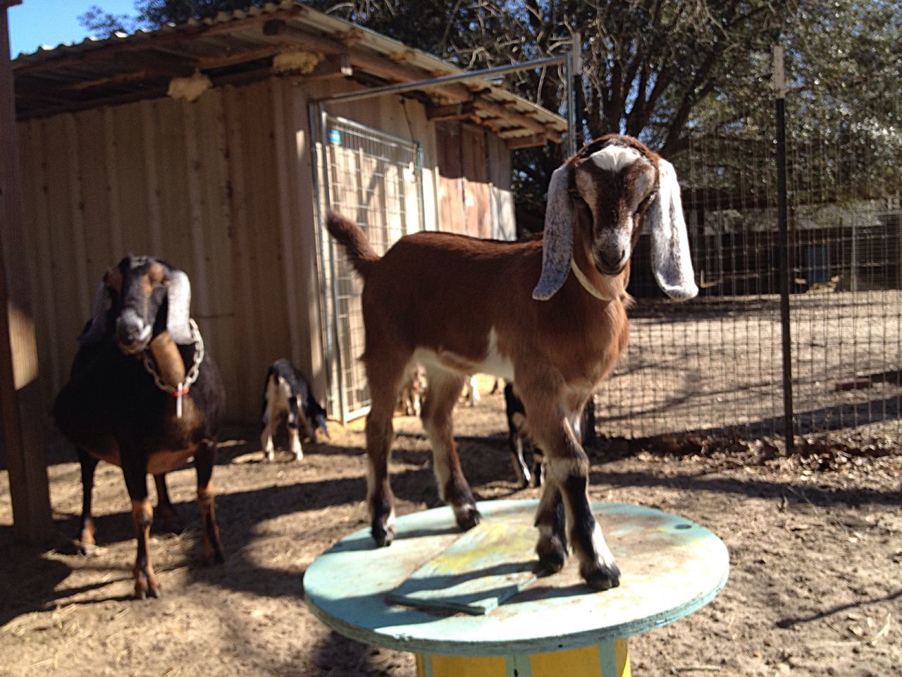 animal themes, domestic animals, horse, livestock, mammal, building exterior, built structure, working animal, standing, architecture, herbivorous, one animal, sunlight, two animals, fence, full length, day, outdoors, front view, side view