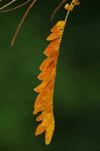 Close-up of yellow maple leaves against black background