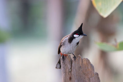 Close-up of bird perching outdoors