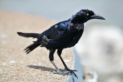 Close-up of bird perching on retaining wall