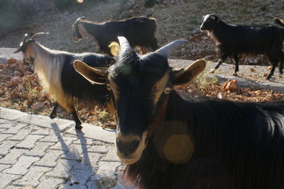 Horses in a farm