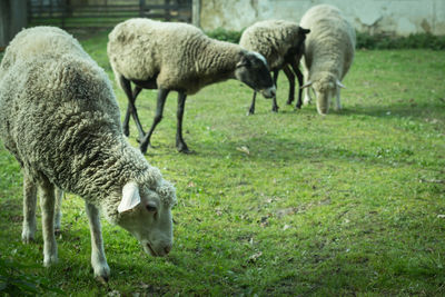 A herd of sheep graze on the meadow in the open air. livestock breeding.