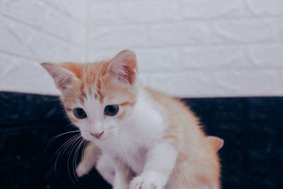 Close-up portrait of white kitten