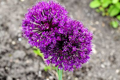 Close-up of purple flower blooming outdoors