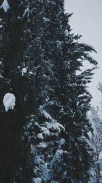 Low angle view of snow covered tree