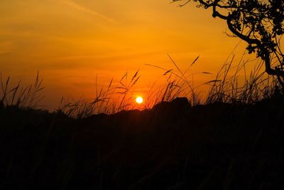 Silhouette of trees at sunset