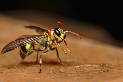 Close-up of insect