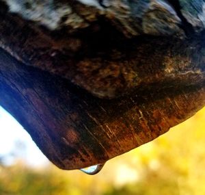 Close-up of rusty metal tree trunk