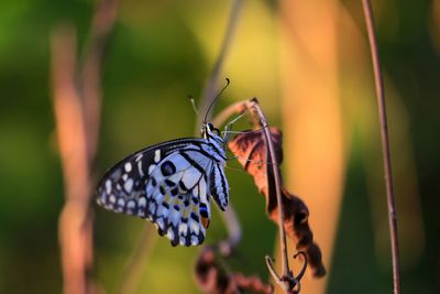 Close-up of butterfly pollinating flower