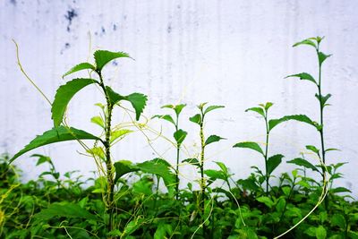 Close-up of white flowering plant on field