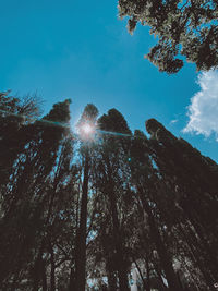 Low angle view of sunlight streaming through trees in forest