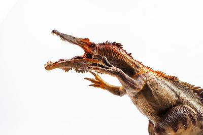 Close-up of a lizard against white background