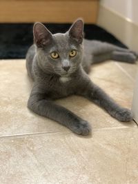 Portrait of cat relaxing on floor