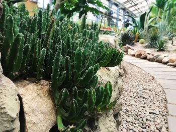 Close-up of cactus plants growing on rock