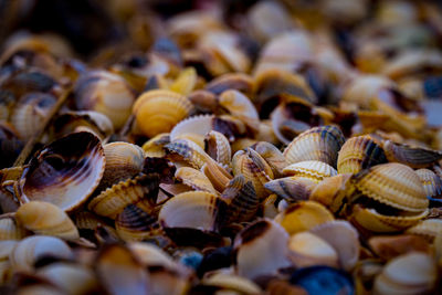 Full frame shot of shells