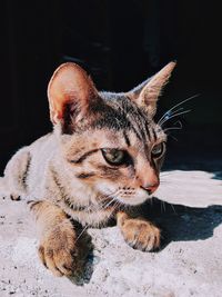 Close-up of a cat looking away