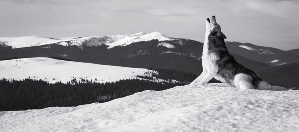 Side view of wolf dog on snow covered field against sky