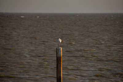 Seagull perching on wooden post by sea against sky