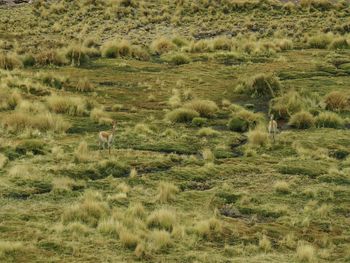 View of vicuna on grassy field