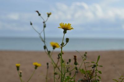 Close-up of yellow wildflowers in sea against sky