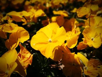 Close-up of yellow flowering plant