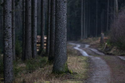 Road amidst trees in forest