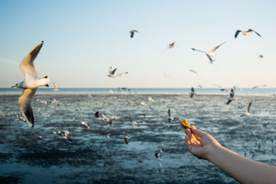 Flock of seagulls flying over sea