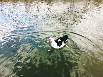 High angle view of swan swimming on lake