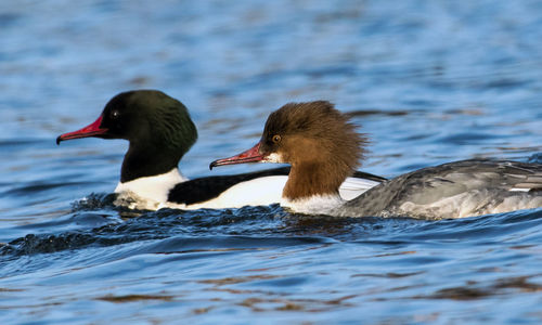 Duck swimming in lake