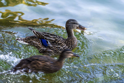 Close-up of duck swimming in lake