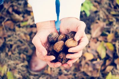 Close-up of hand holding pine cone