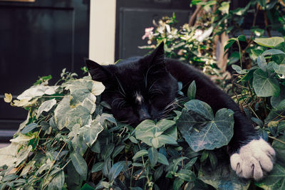 Close-up of black cat