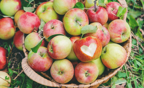 Harvest apples