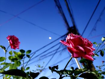 Low angle view of red flowering plant against sky